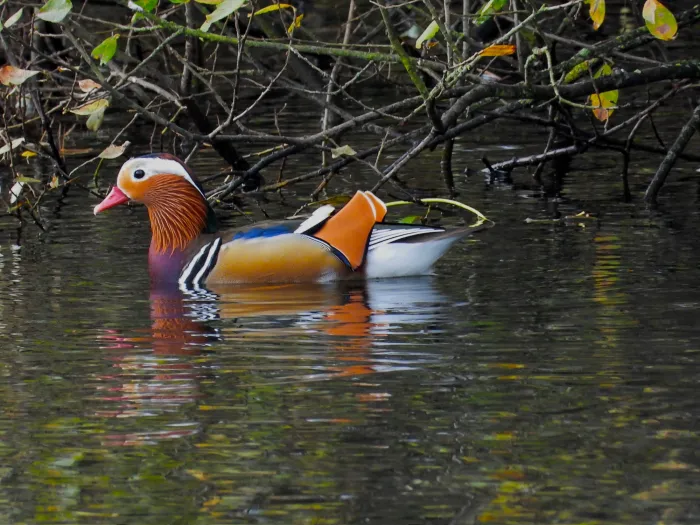 Gespotte Mandarijneend