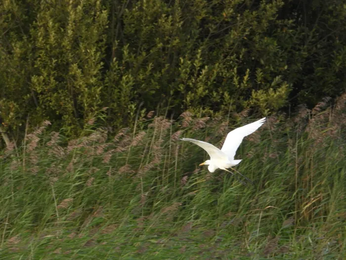 Gespotte Grote zilverreiger