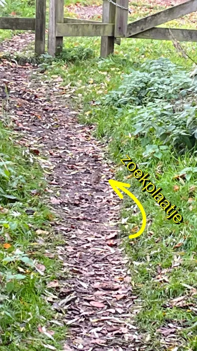 Gespotte Zanglijster