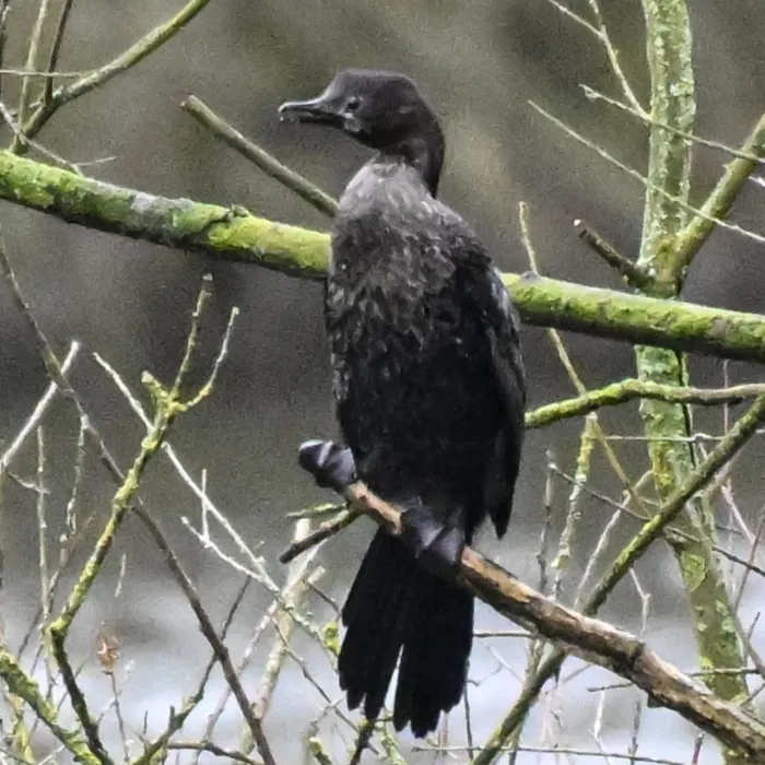 Gespotte Dwergaalscholver