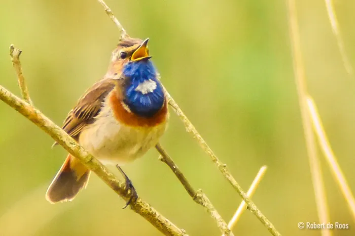 Gespotte Blauwborst