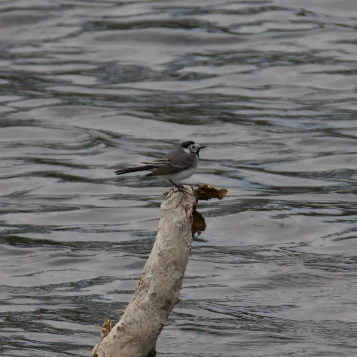 Gespotte Witte kwikstaart