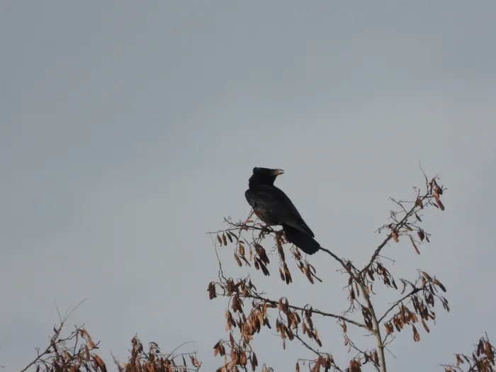 Gespotte Zwarte kraai