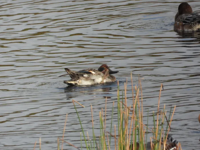 Gespotte Wintertaling