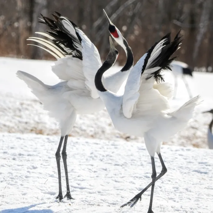 Gespotte Chinese kraanvogel