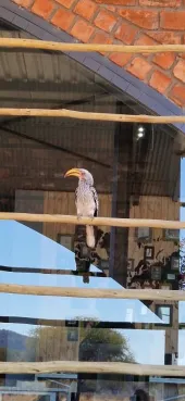 Gespotte Zuidelijke geelsnavelneushoornvogel