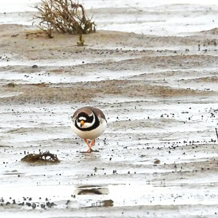 Gespotte Bontbekplevier