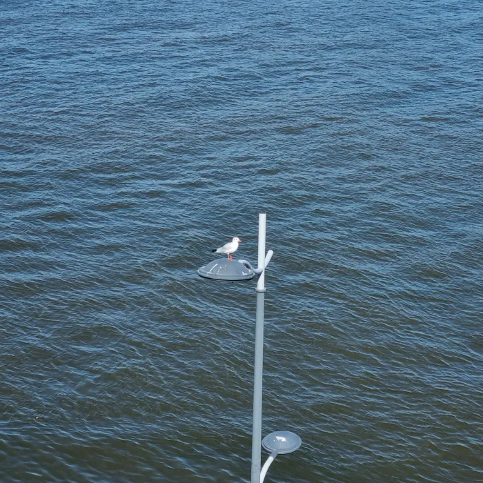 Spotted Black-headed Gull