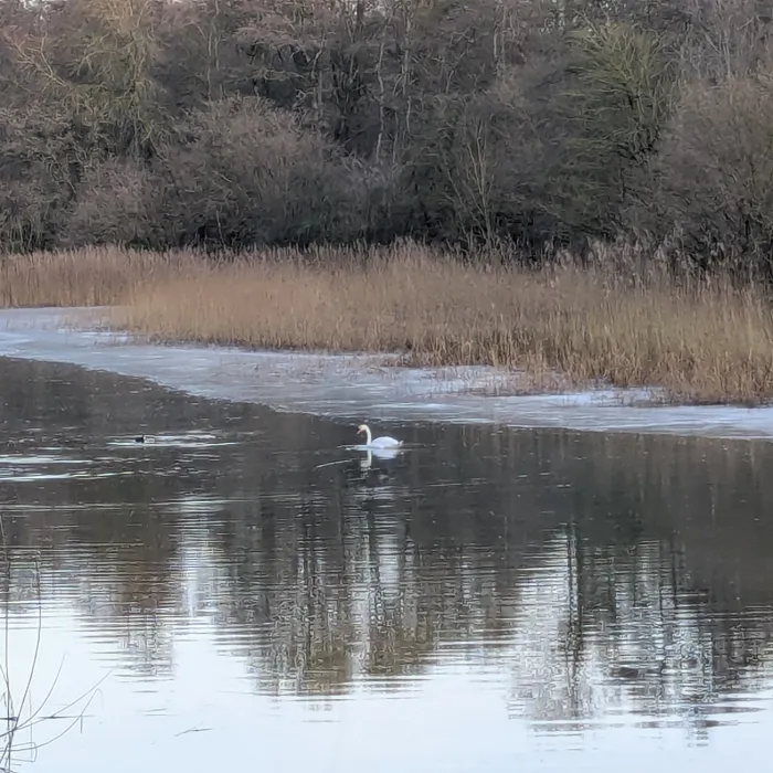 Gespotte Knobbelzwaan