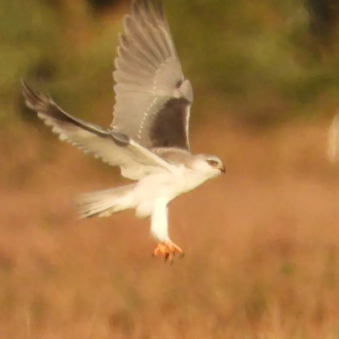 Gespotte Grijze wouw