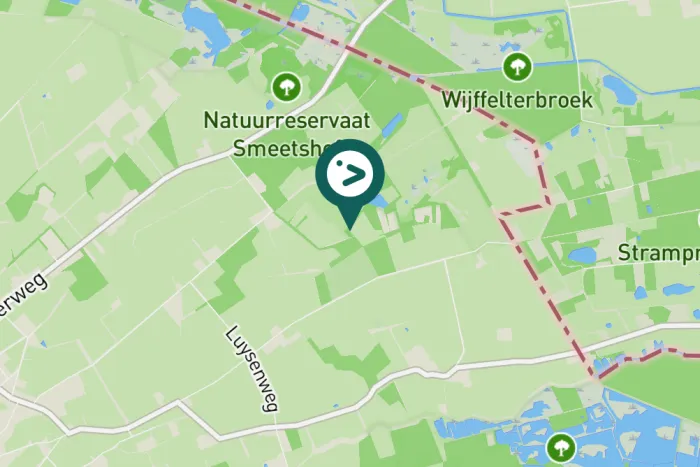 Spotted Carrion Crow