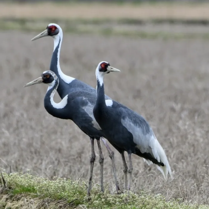 Gespotte Witnekkraanvogel