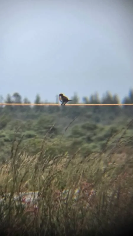 Gespotte Roodborsttapuit