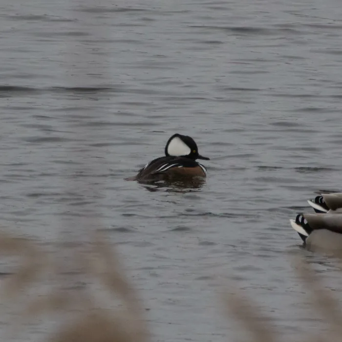 Gespotte Kokardezaagbek