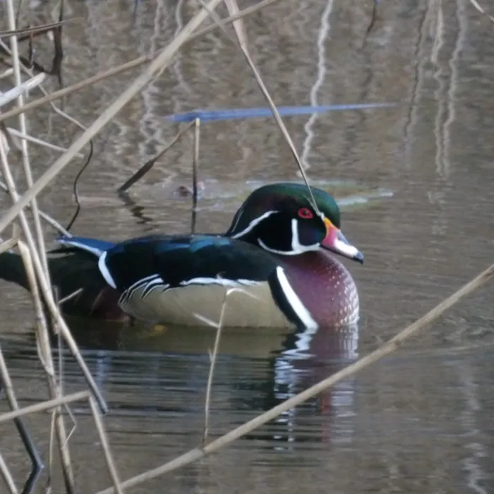 Gespotte Carolinaeend