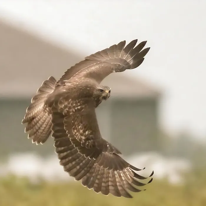 Gespotte Buizerd