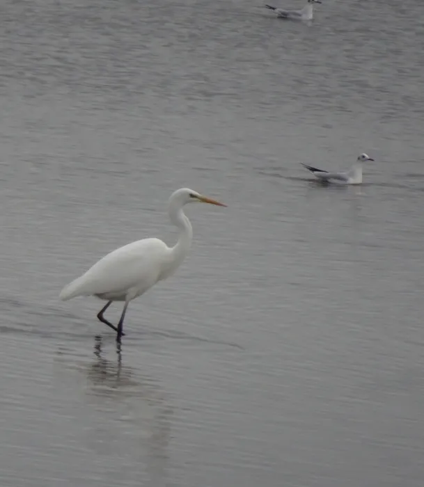 Gespotte Grote zilverreiger