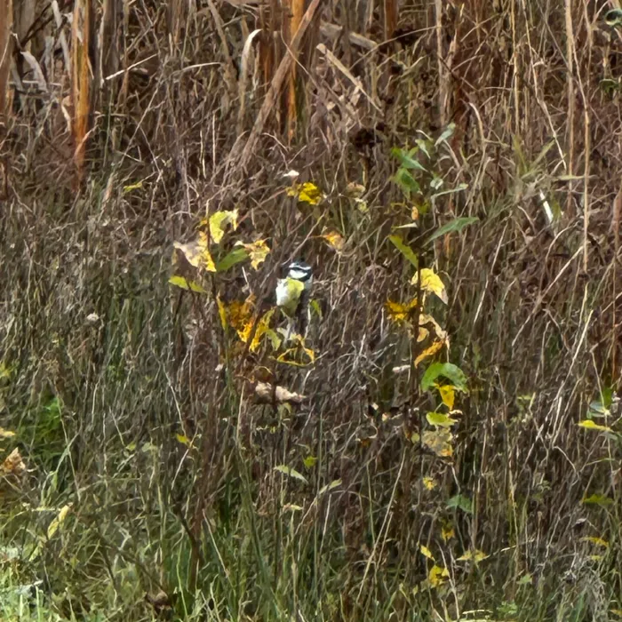 Gespotte Zwarte mees