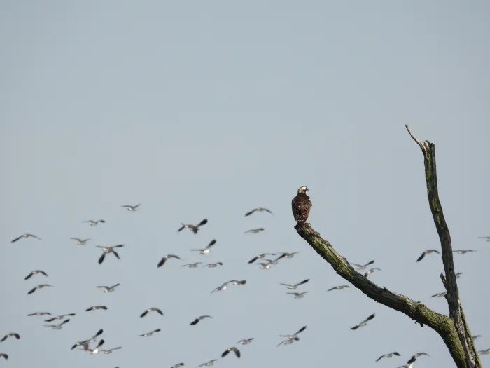 Spotted Osprey