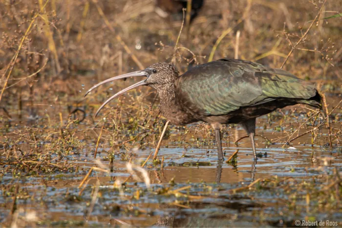 Gespotte Zwarte ibis
