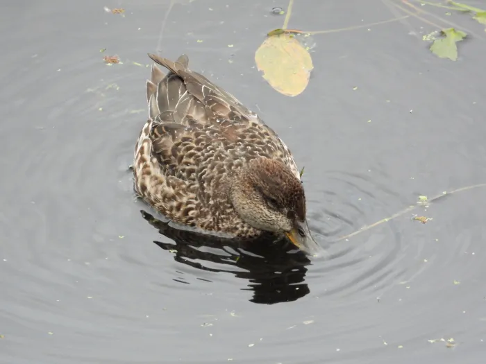 Gespotte Wintertaling