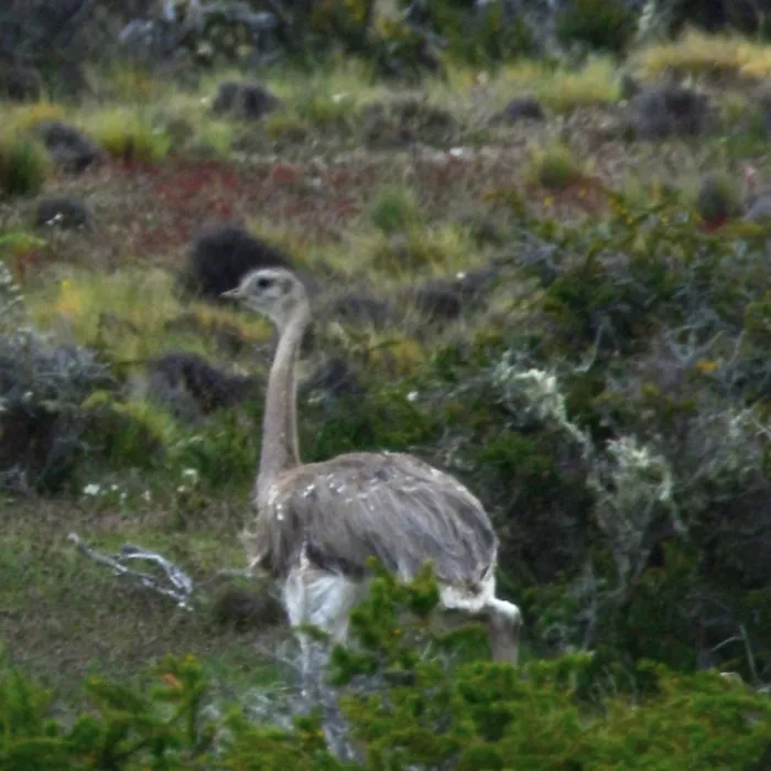 Gespotte Kleine nandoe