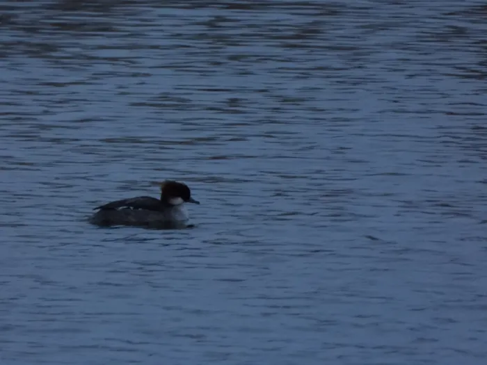 Spotted Smew