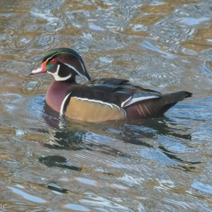 Gespotte Carolinaeend