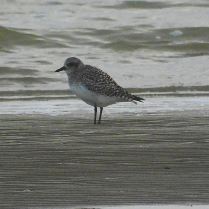 Gespotte Zilverplevier