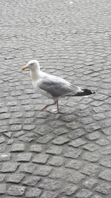 Gespotte Zilvermeeuw