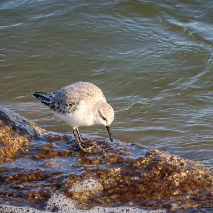 Gespotte Drieteenstrandloper
