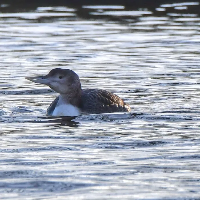 Gespotte Geelsnavelduiker