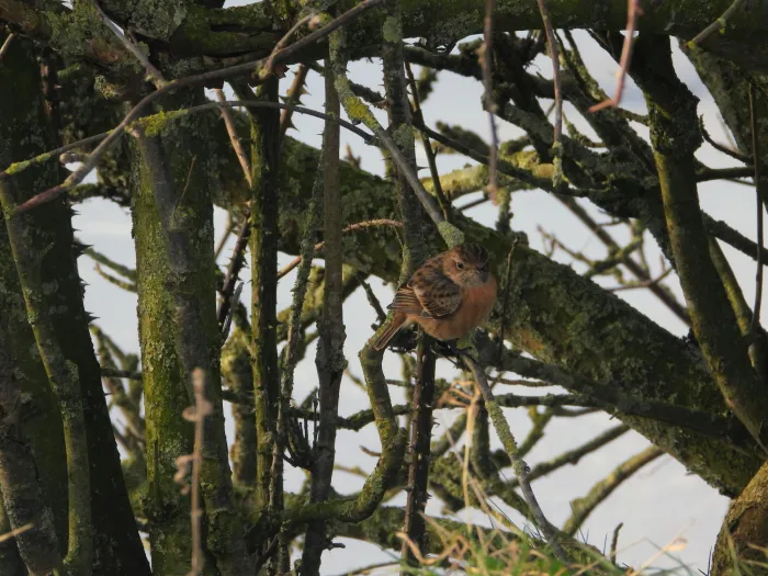 Gespotte Roodborsttapuit