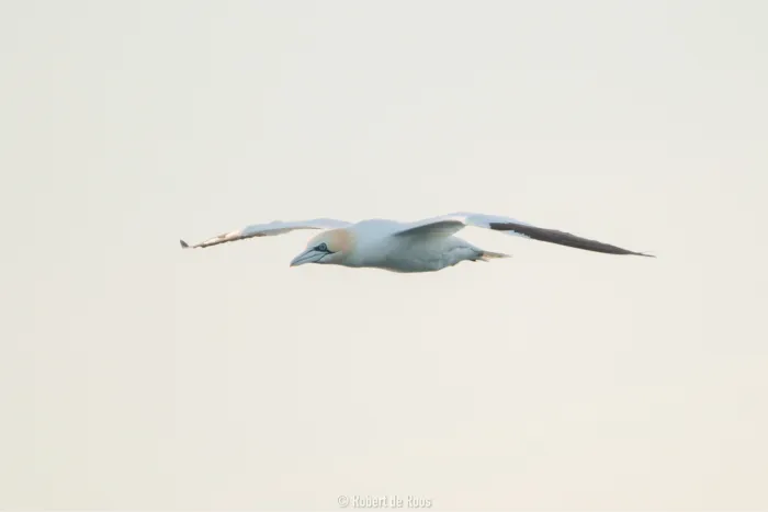 Gespotte Jan-van-gent