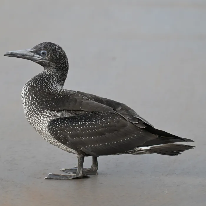 Gespotte Jan-van-gent