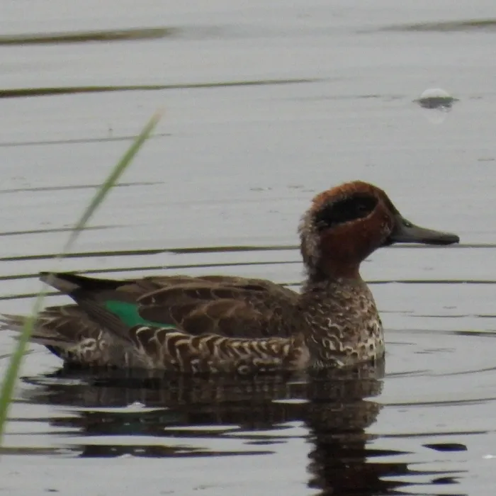 Gespotte Wintertaling