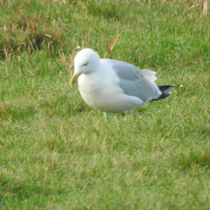 Gespotte Zilvermeeuw