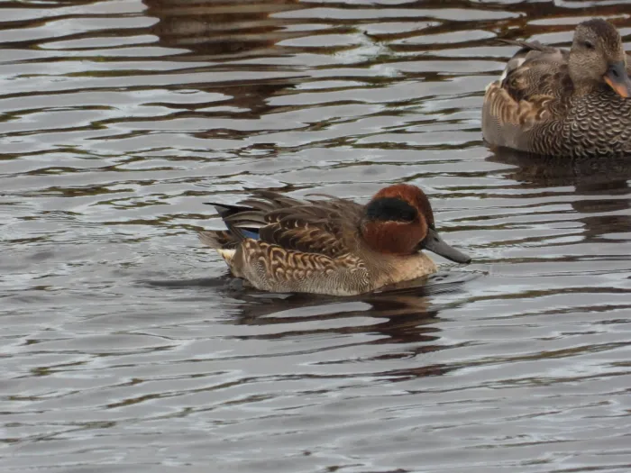 Gespotte Wintertaling