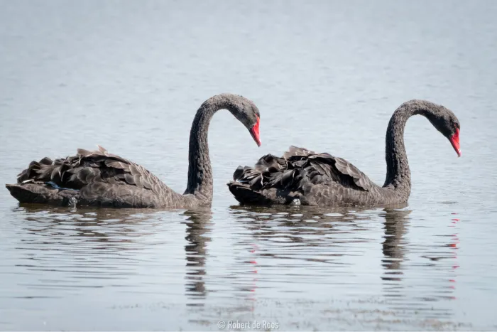 Gespotte Zwarte zwaan