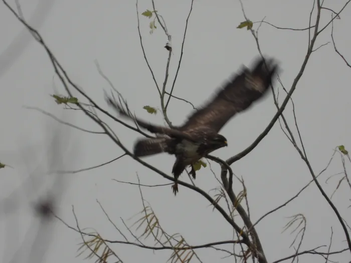 Gespotte Buizerd