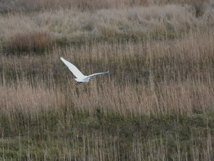 Gespotte Kleine zilverreiger