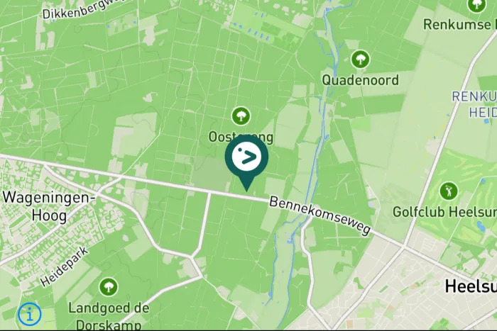 Gespotte Zwarte specht