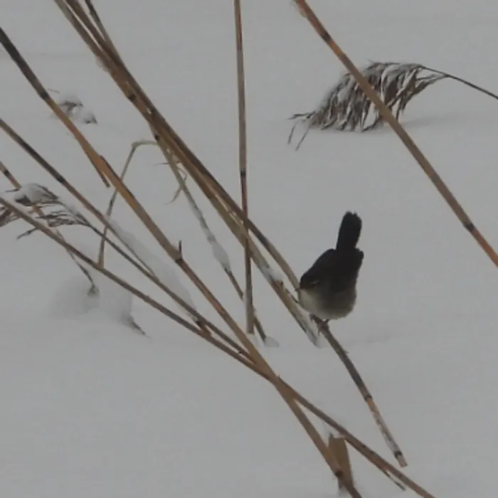 Gespotte Cetti's zanger