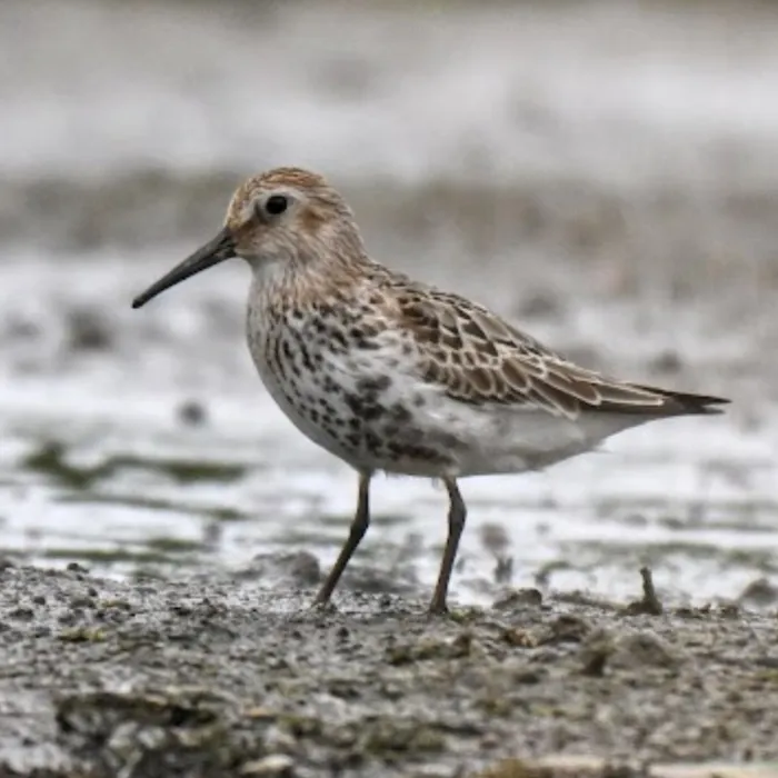 Gespotte Bonte strandloper