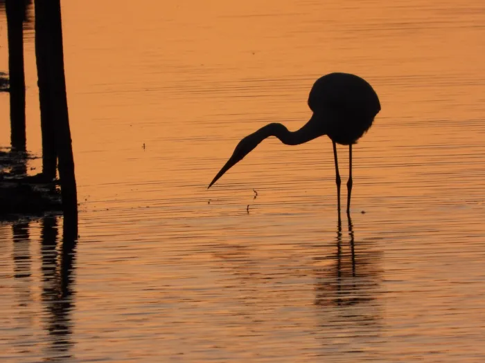 Gespotte Blauwe reiger