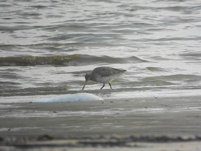 Gespotte Rosse grutto