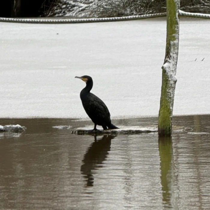 Gespotte Aalscholver
