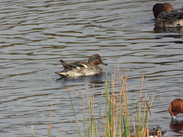 Gespotte Wintertaling
