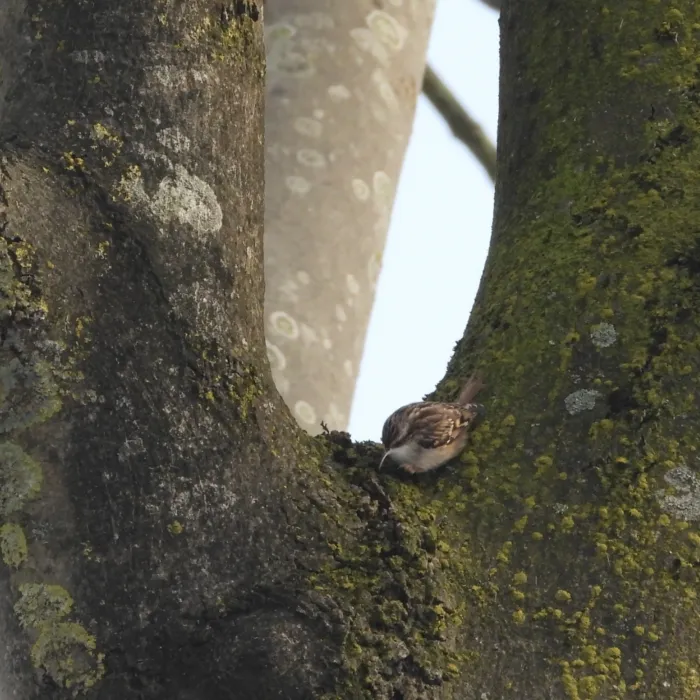 Gespotte Boomkruiper