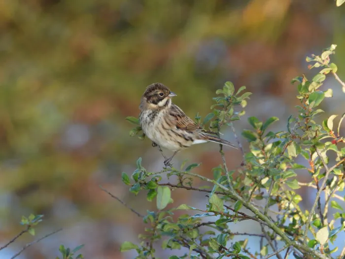 Spotted Reed Bunting
